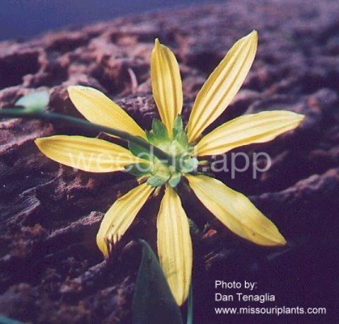 coneflower, cutleaf